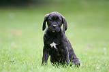 CANE CORSO 1243